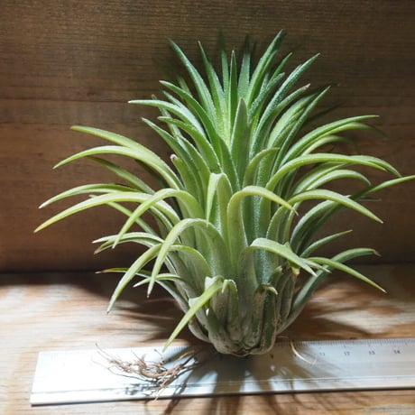 チランジア ／ イオナンタ カーリージャイアント XL　(T.ionantha 'Curly Giant')　＊A01/Jul28