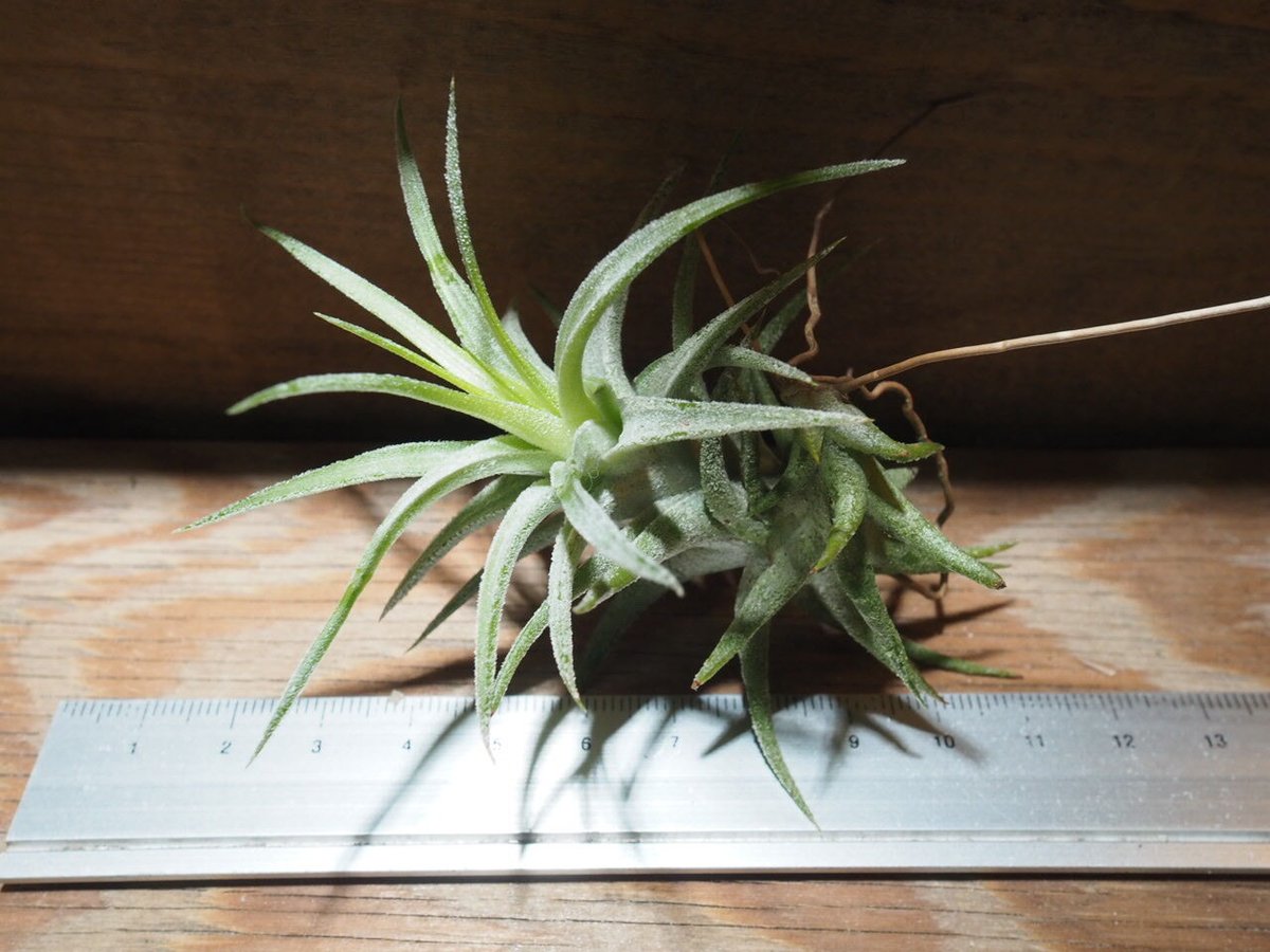 チランジア ／ イオナンタ ヴァンハイニンギー S (T.ionantha var. vanh