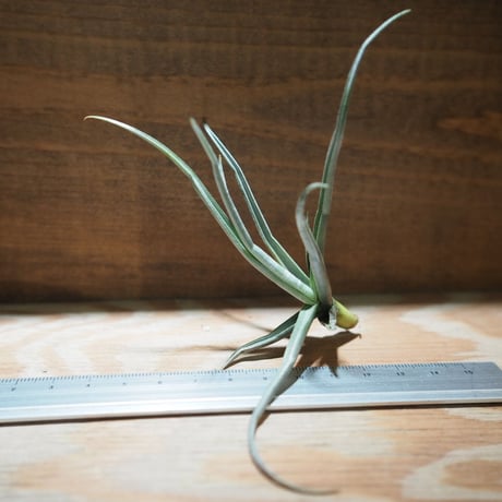 CATEGORY 学名・名称：R | 常葉植物園 Tokiwa Botanical-Garde