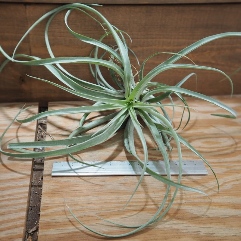 チランジア ／ ベティ XL (T.'Betty') ＊A01/May28-02 | 常葉植物