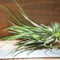 チランジア ／ イオナンタ トールベルベット　(T.ionantha \'Tall Velvet\')　＊A01/Jul05