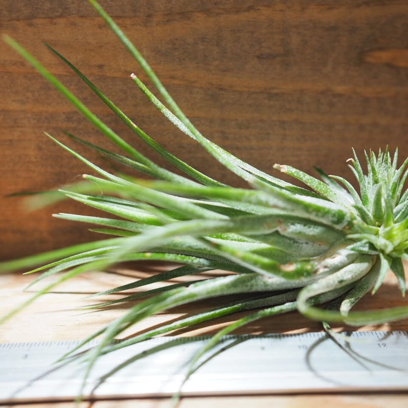 チランジア ／ イオナンタ トールベルベット (T.ionantha 'Tall Velvet