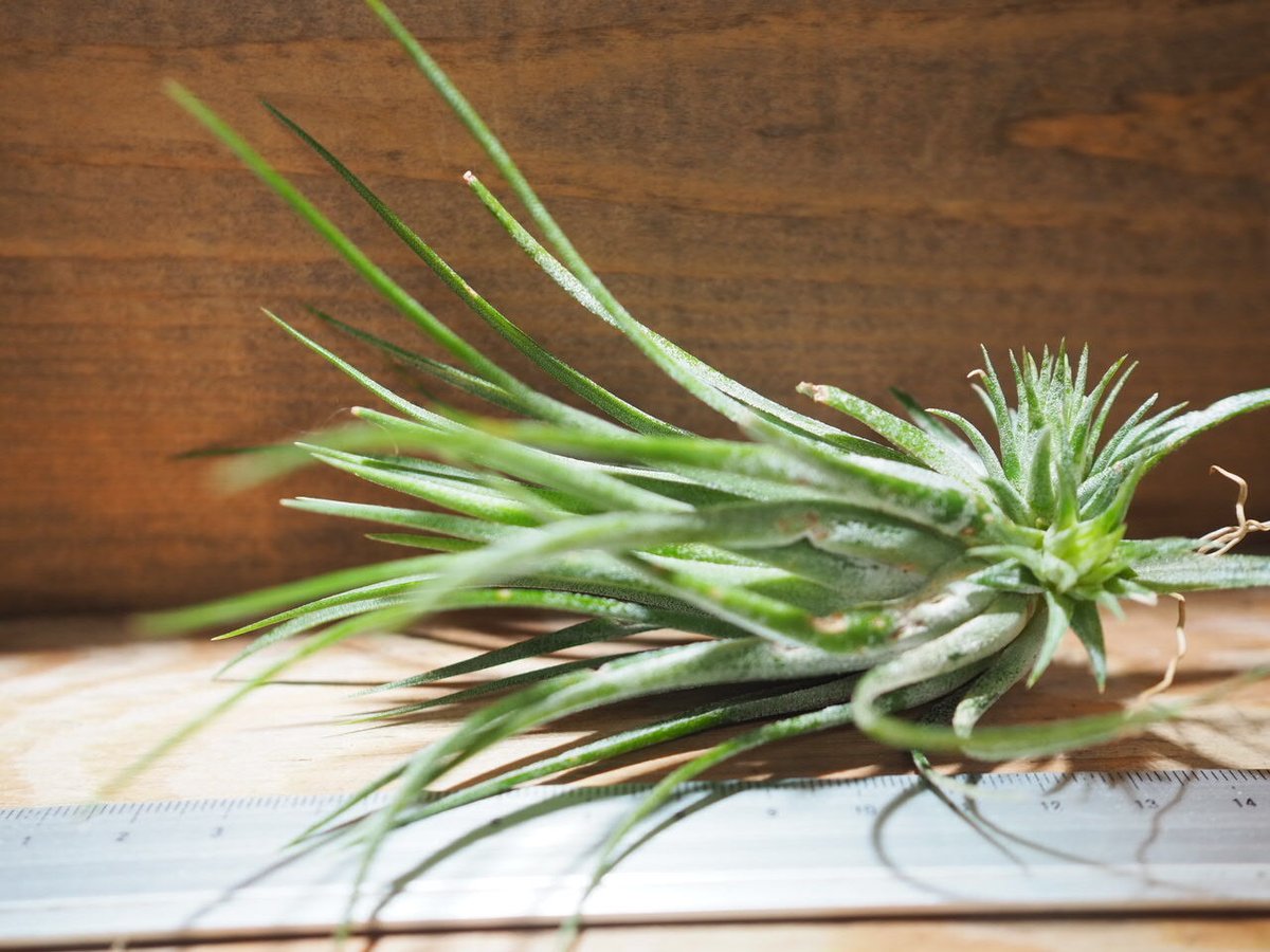 T. ionantha tall velvet 石化 綴化 T. ionantha tall velvet 石化 綴化 T. ionantha tall velvet 石化 綴化