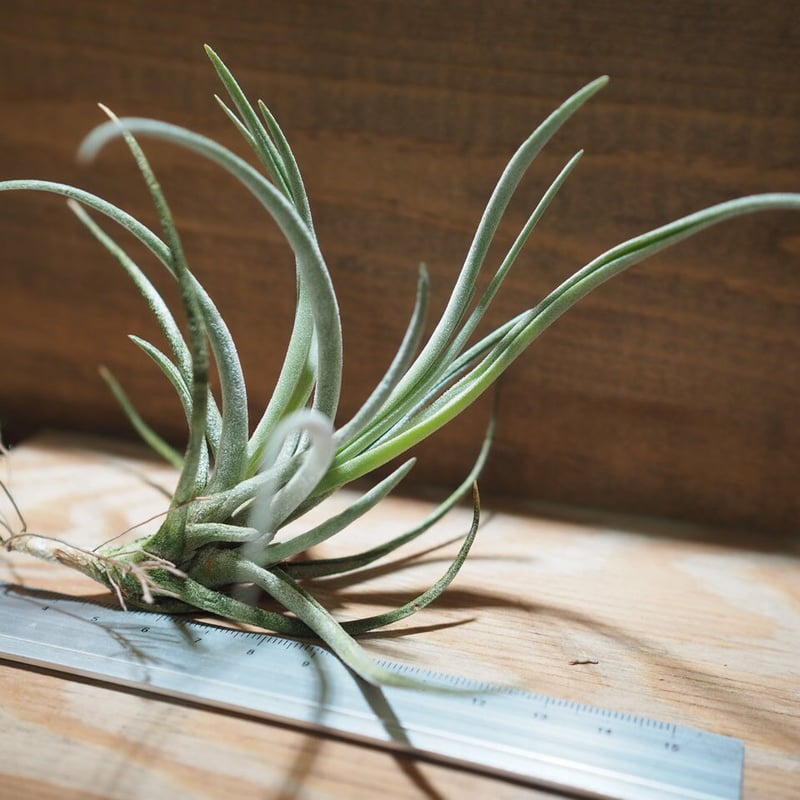 チランジア ／ グラブリオール (T.glabrior) ＊A01/May08 | 常葉植物園