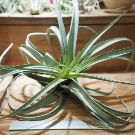 CATEGORY 学名・名称：X | 常葉植物園 Tokiwa Botanical-Garde