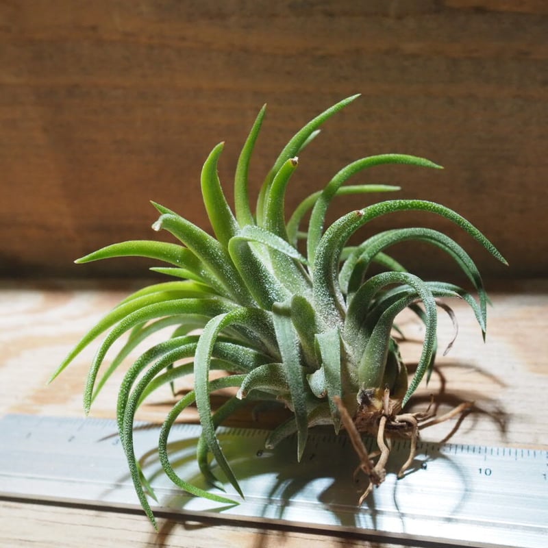 チランジア ／ イオナンタ ロン (T.ionantha 'Ron') ☆EF01/Feb05