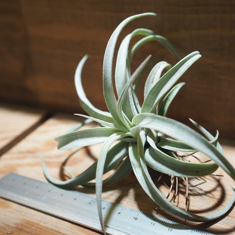 チランジア ／ チアペンシス L (T.chiapensis) ＊A01/Mar20 | 常葉