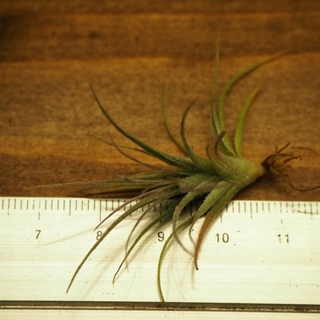 CATEGORY 学名・名称:G | 常葉植物園 Tokiwa Botanical-Garde CATEGORY 学名・名称:G | 常葉植物園 Tokiwa Botanical-Garde