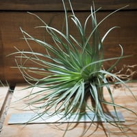 チランジア ／ イオナンタ プレデター (T.ionantha 'Predator') | 常