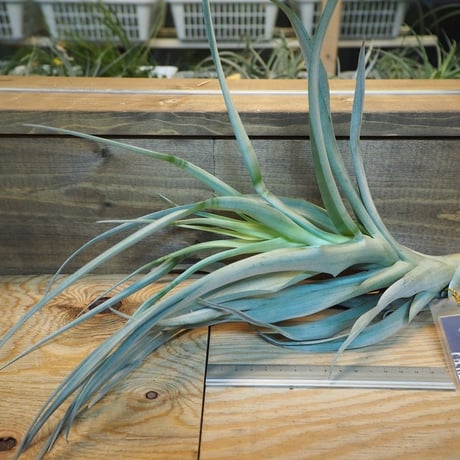 CATEGORY 学名・名称：R | 常葉植物園 Tokiwa Botanical-Garde