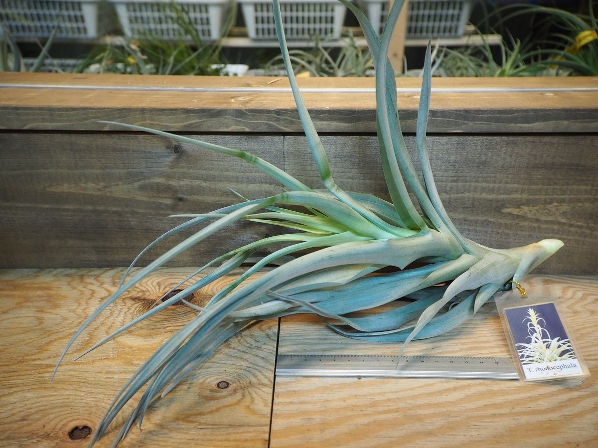 大株　ティランジア　ロドセファラ　チランジア　エアープランツ Amazon｜(現品) チランジア ロゼイフローラ (No.22102) (エアー