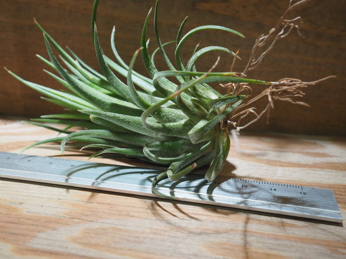 チランジア ／ イオナンタ ビッグボーイ (T.ionantha 