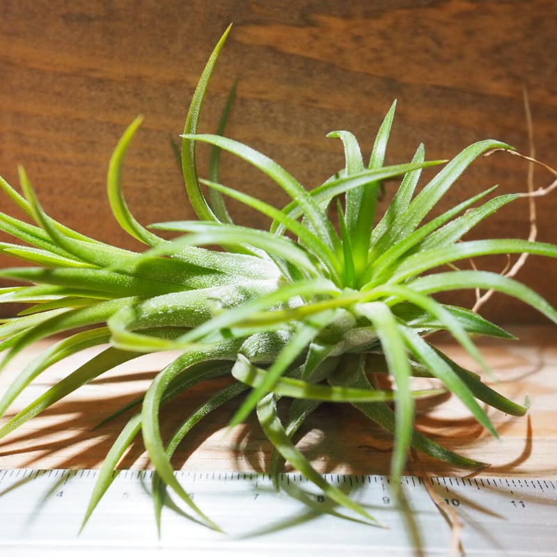 チランジア ／ イオナンタ セレクタ (T.ionantha 'Selecta') ＊A01/