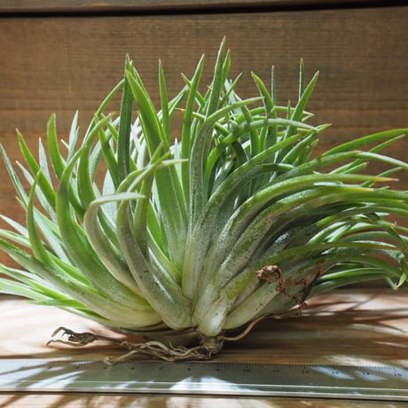 チランジア ／ イオナンタ ビッグボーイ クレステッド XL　(T.ionantha ’Big Boy’)　★CD01/Dec19