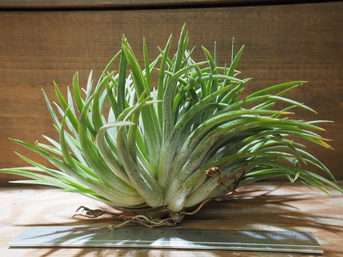 チランジア ／ イオナンタ ビッグボーイ クレステッド XL (T.ionantha 