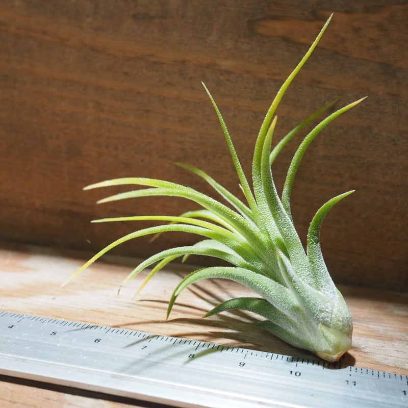 T.ionantha Druid variegated ドゥルイド 斑入り チランジア ／ イオナンタ ドゥルイド CL (T.ionantha 'Druid