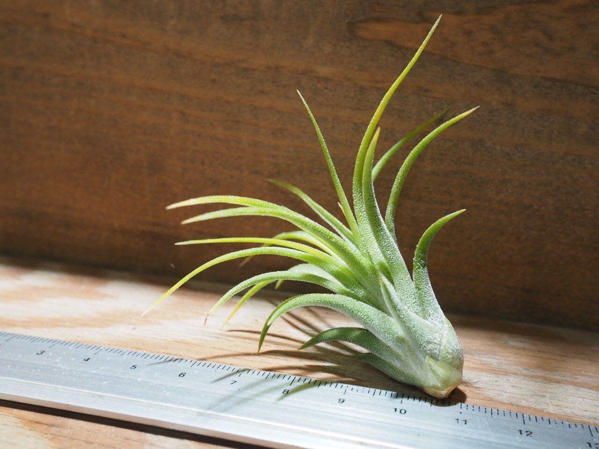 チランジア / イオナンタ ドゥルイド (T.ionantha 'Druid チランジア / イオナンタ ドゥルイド (T.ionantha 'Druid