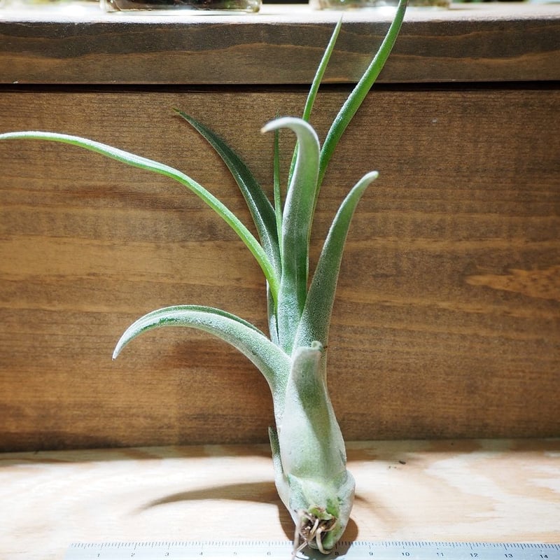 チランジア　El Guapo 開花苗 チランジア・エルグアポ Tillandsia El Guapo ( T