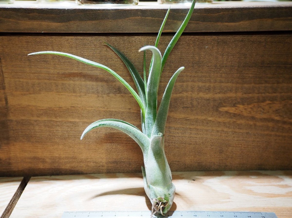 Tillandsia El Guapo 速達発送 チランジア ／ エルグアポ (T.'El Guapo') ☆タイ農場 ＊A01/Jun24 |