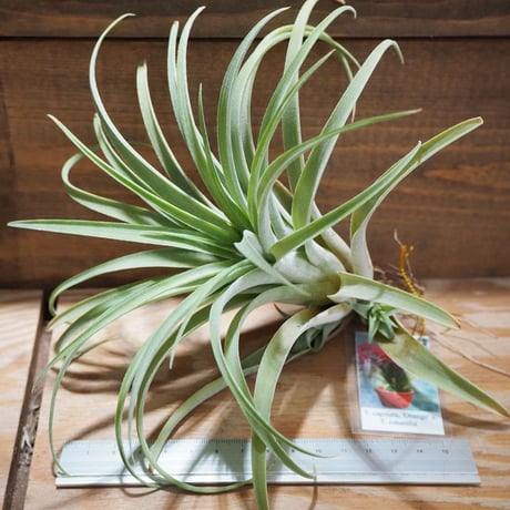 チランジア ／ カピタータ オレンジ × イオナンタ　(T.capitata 'Orange' × T.ionantha)　＊A01/Jul25