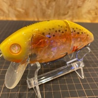 nekosogill　#16　アルビノレインボー　ネコソギル