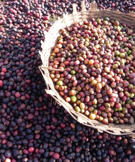 200g Ethiopia Yirgacheffe G1 Aricha Natural