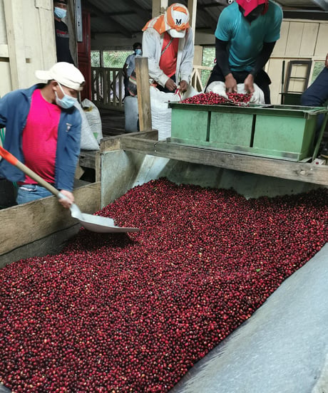 【coming soon】200g Panama Gran del Val Java Anaerobic Natural