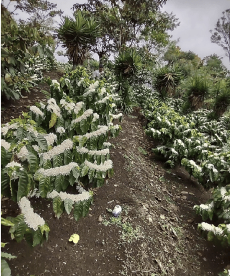 【coming soon】200g Guatemala El Mirador Geisha Washed