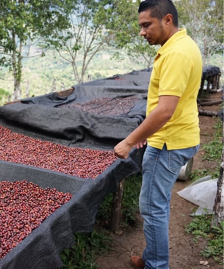 200g Panama Kalithea Geisha Natural