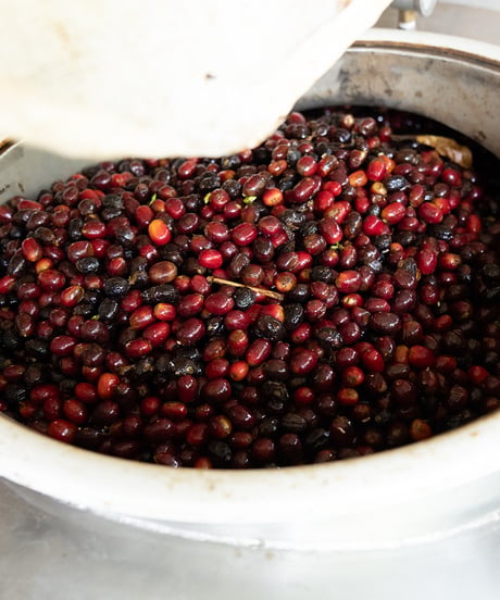 100g Panama Lamastus Elida Geisha Natural VUELTA
