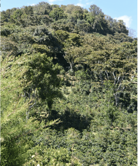 【coming soon】200g Panama Lérida Catuai Honey