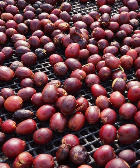 200g Panama Altieri Geisha Washed Lot ALE
