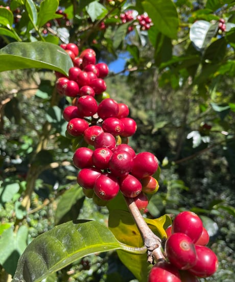 【coming soon】200g Panama Finca Deborah Geisha Nitrogen Natural Lot Nirvana