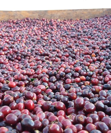 100g Panama Kalithea Geisha Natural