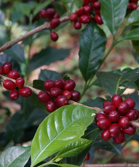 100g Panama Finca Deborah Geisha Anaerobic Natural Nirvana