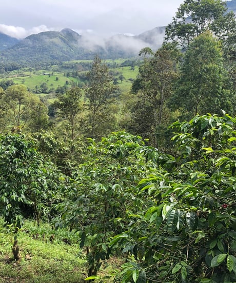 100g Panama Kalithea Geisha Natural