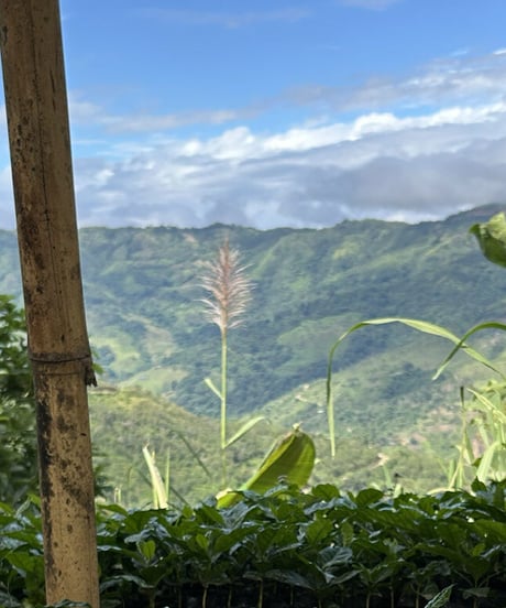 200g Ecuador Augosto Soto Typica Mejorado & Sidra Washed Honey Lot 4578