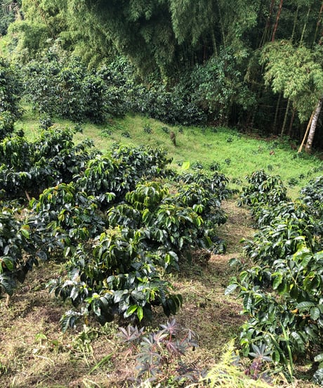 400g Colombia El Alto Washed - Medium Dark