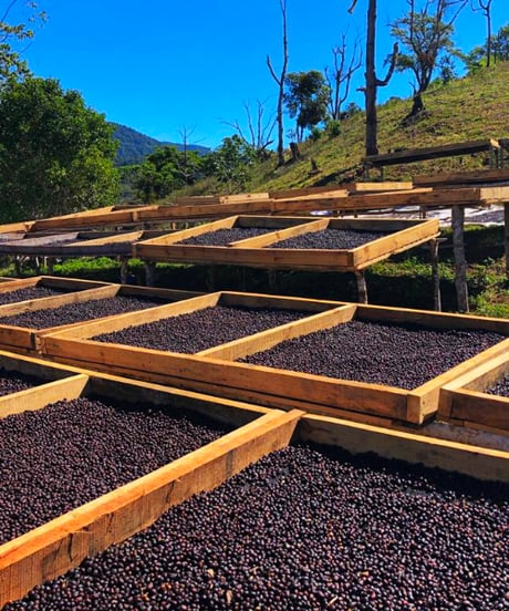 100g Panama Kalithea Geisha Natural