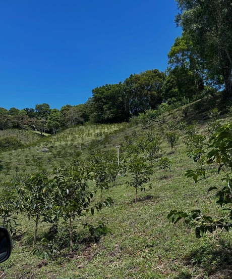 【coming soon】100g Panama Dos Mundos Geisha Honey Lot 101