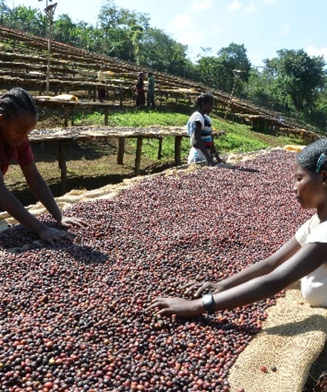 200g Ethiopia Yirgacheffe G1 Aricha Natural