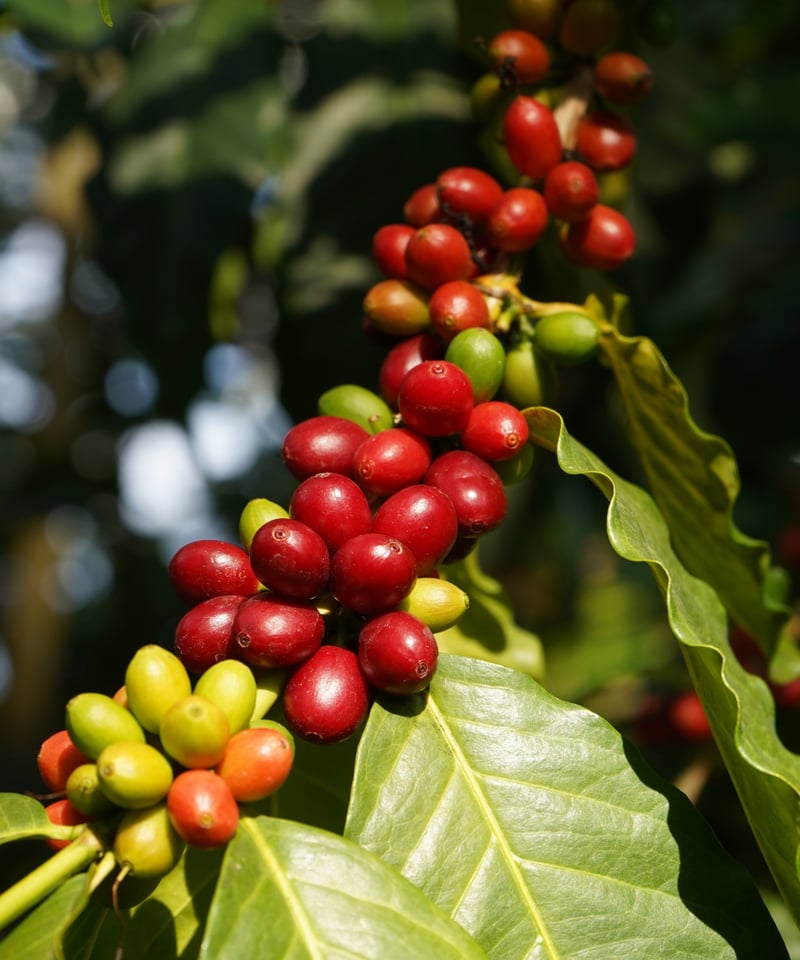 100g Panama Janson Geisha Natural Los Alpes Lot 100g Panama Janson Geisha Natural Los Alpes Lot