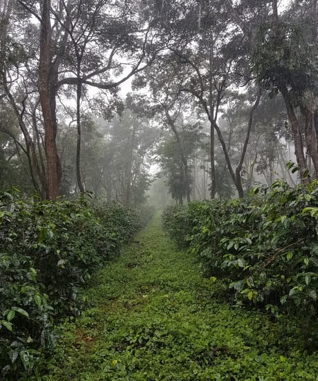 100g Panama ABU GN-1847 Geisha Natural