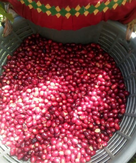 【coming soon】200g Panama Gran del Val Java Anaerobic Natural