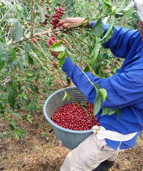 100g Panama Kalithea Geisha Natural