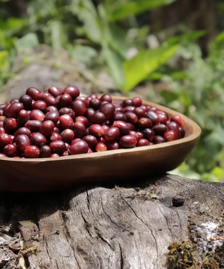 100g Panama ABU GN-1847 Geisha Natural