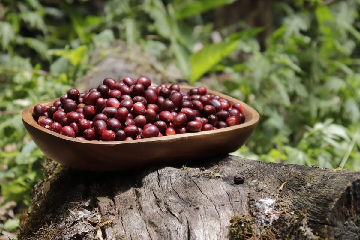 100g Panama ABU GN-1847 Geisha Natural | Mel Co