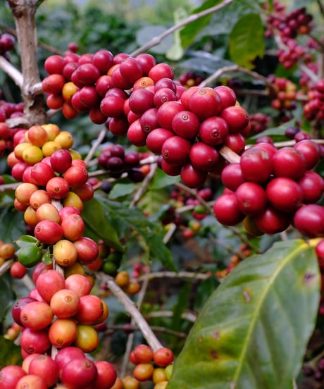 100g Panama Dos Jefes Geisha Natural