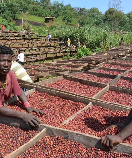 400g Ethiopia Yirgacheffe G1 Aricha Natural