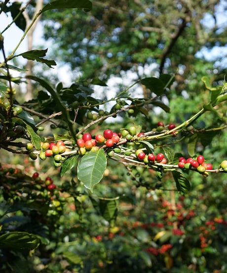 200g Panama Altieri Geisha Washed Lot ALE